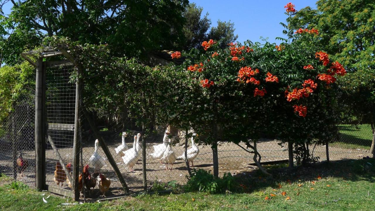 Agriturismo Podere Luchiano Амелиа Экстерьер фото